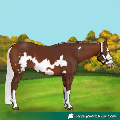 Horse Color:Silver Brown Splash Frame 