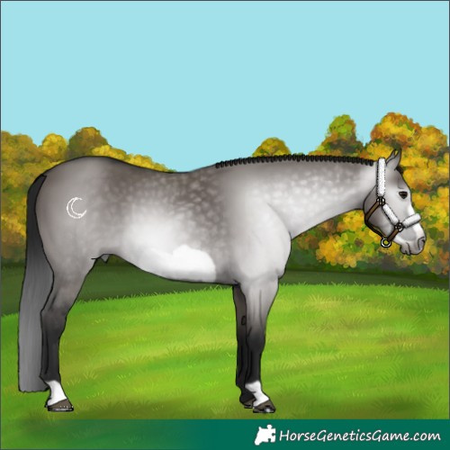Horse Color:Gray Grullo Frame 