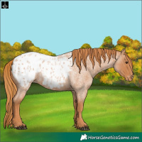 Horse Color:Red Roan Appaloosa