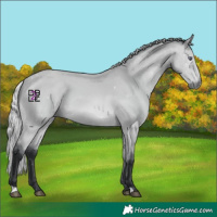 Horse Color:Silver Bay Chinchilla