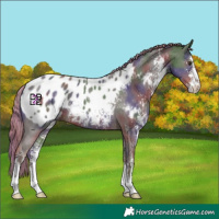 Horse Color:Nacre Liver Chestnut Sabino Appaloosa