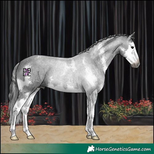 Horse Color:Gray Black Sabino Splash 