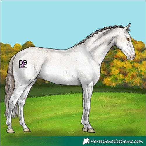 Horse Color:White Spotted Bay Dun Mushroom Appaloosa 
