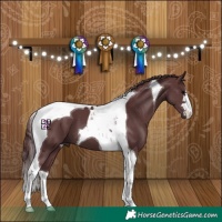 Horse Color:Chocolate Black Tobiano 