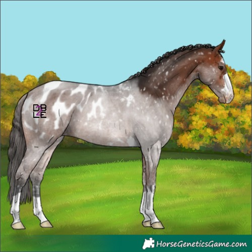 Horse Color:Bay Appaloosa 