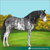 Horse Color:Black Sabino