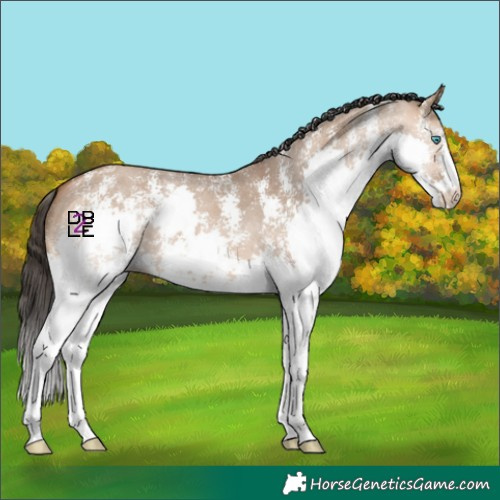 Horse Color:Bay Dun Sabino Splash 