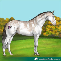 Horse Color:Bay Dun Sabino Splash