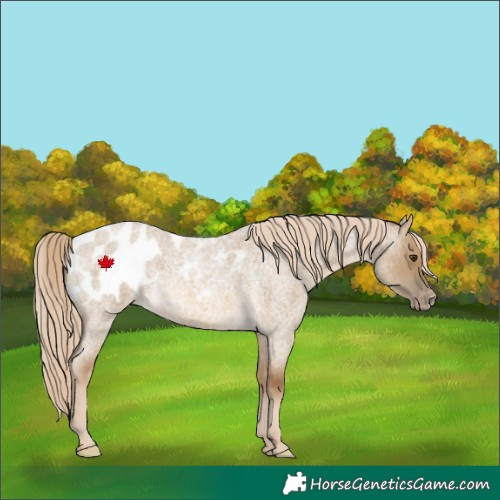 Horse Color:Chocolate Palomino Roan Dun Appaloosa 