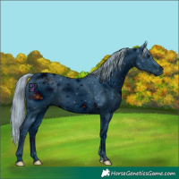 Horse Color:ERROR: UNKNOWN ANOMALY