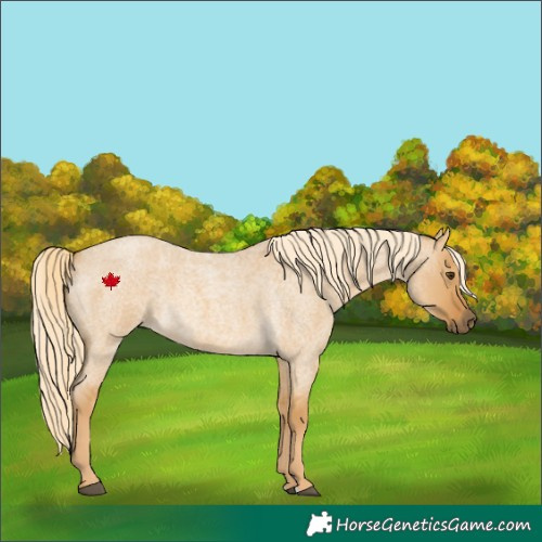 Horse Color:Palomino Roan Dun 
