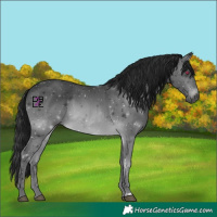 Horse Color:Gray Brown Chinchilla 