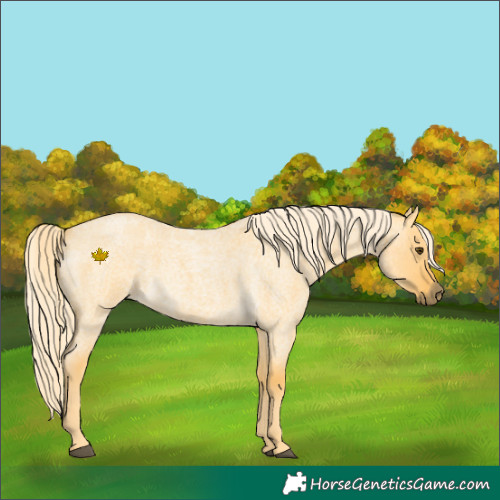 Horse Color:Palomino Roan Dun 