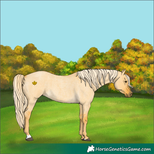 Horse Color:Palomino Roan Dun