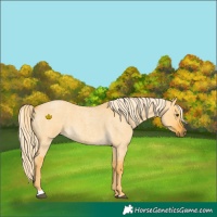 Horse Color:Palomino Roan Dun