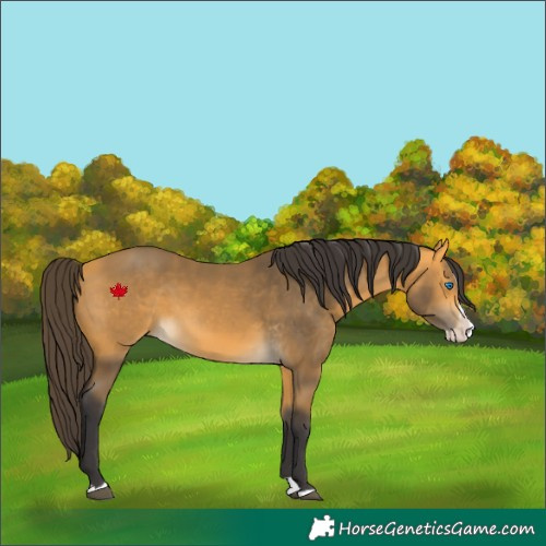 Horse Color:Buckskin Splash