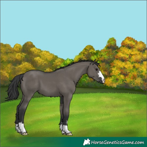 Horse Color:Grullo 