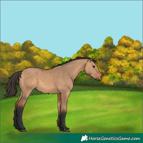 Horse Color:Bay Dun 