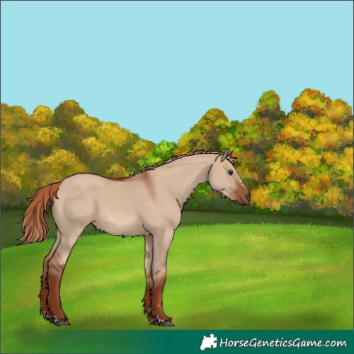Horse Color:Red Dun 