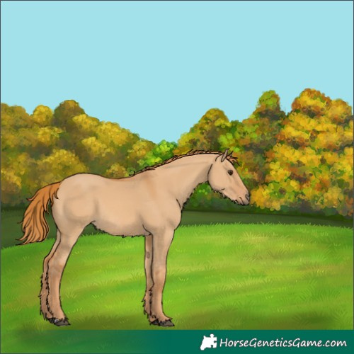 Horse Color:Red Dun 