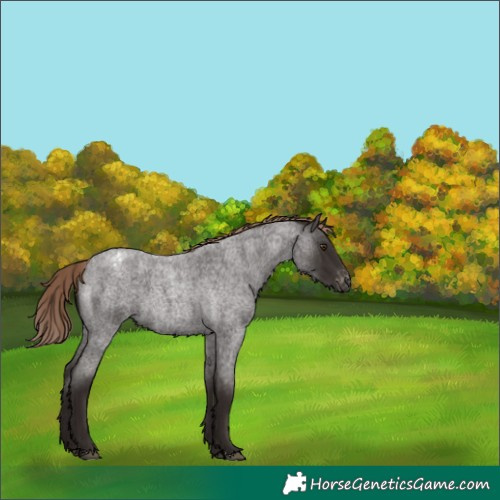 Horse Color:Liver Red Roan Appaloosa 