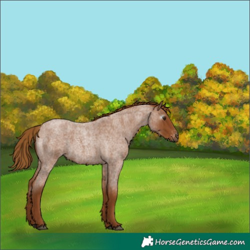 Horse Color:Gray Red Roan Appaloosa 
