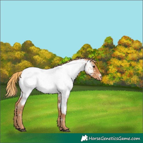 Horse Color:Red Roan Appaloosa 