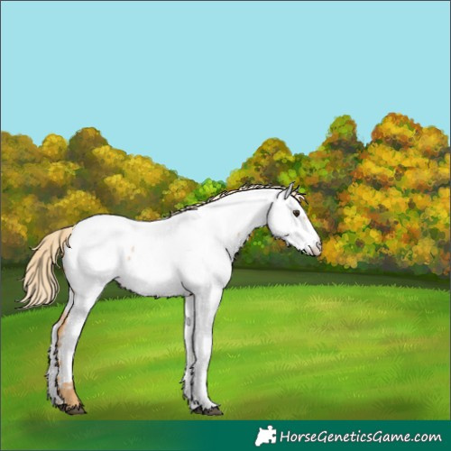 Horse Color:Palomino Roan Appaloosa 