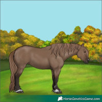 Horse Color:Liver Red Dun