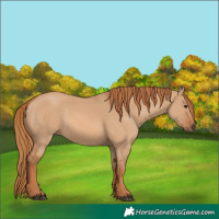 Horse Color:Red Dun 