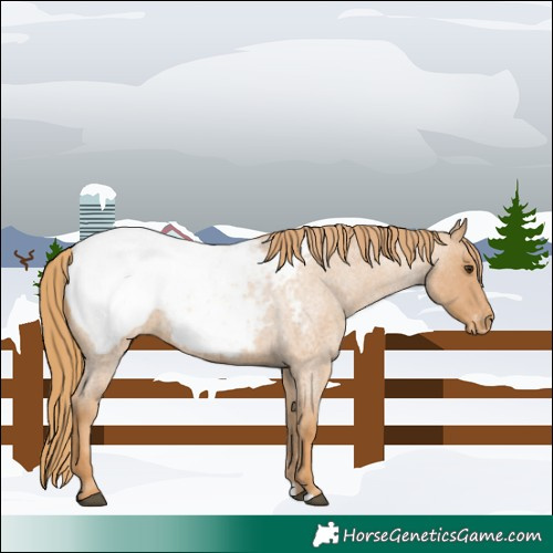 Horse Color:Red Roan Appaloosa 