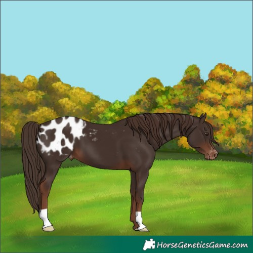 Horse Color:Liver Chestnut Appaloosa 