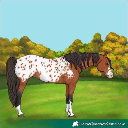 Horse Color:Bay Blanket