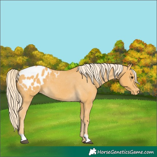 Horse Color:Palomino Appaloosa 