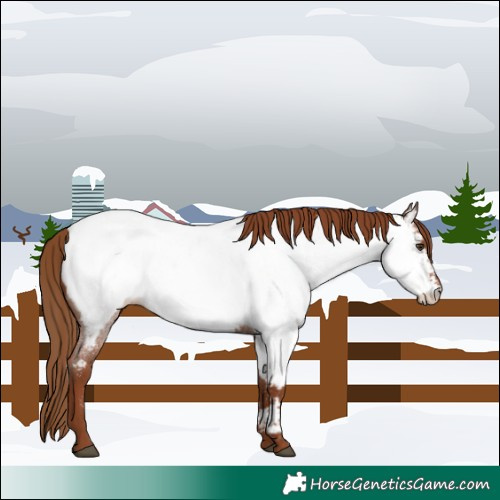 Horse Color:Red Roan Appaloosa 