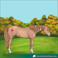 Horse Color:Gold Champagne 