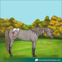 Horse Color:Smoky Grullo Appaloosa 