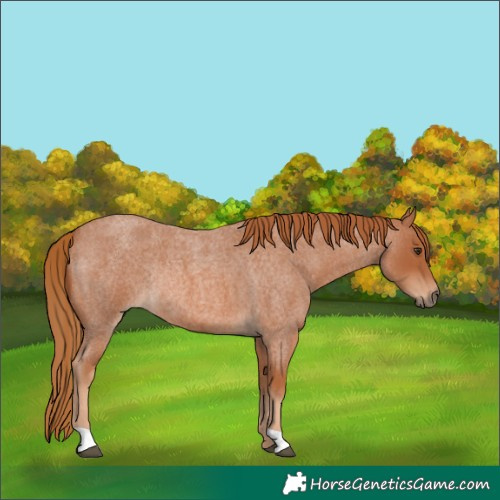 Horse Color:Red Roan Rabicano 