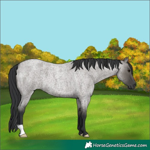 Horse Color:Grullo Roan 
