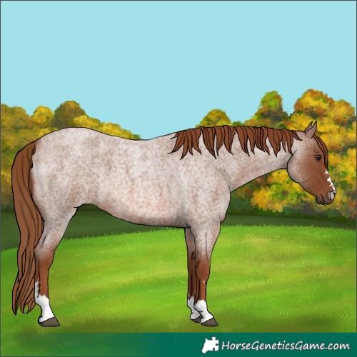 Horse Color:Red Roan