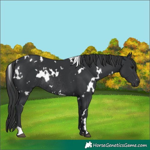 Horse Color:White Spotted Black Rabicano 