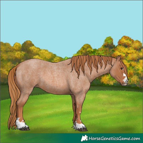 Horse Color:Red Roan