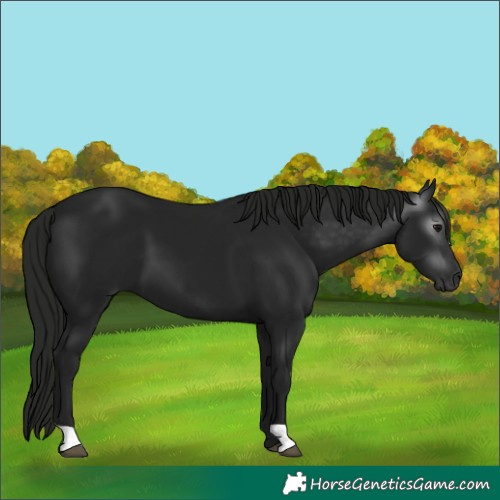 Horse Color:Gray Black 