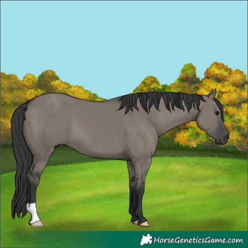 Horse Color:Grullo 