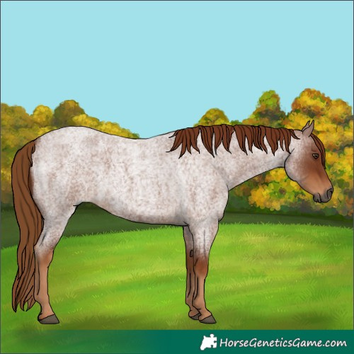 Horse Color:Gray Red Roan Rabicano 