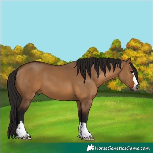 Horse Color:Gray Bay Dun 