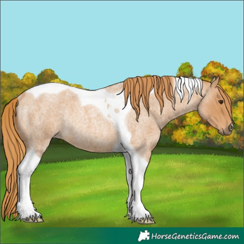 Horse Color:Red Roan Tobiano Rabicano