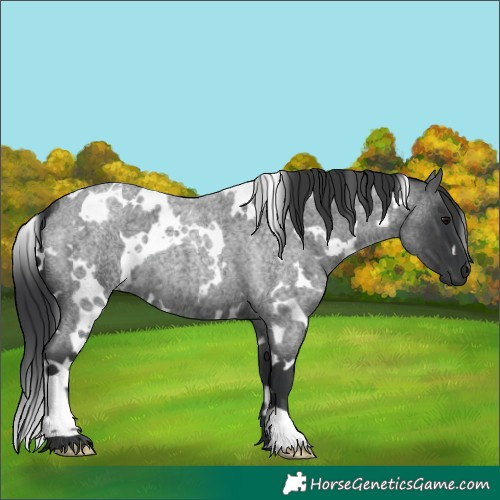 Horse Color:White Spotted Blue Roan 