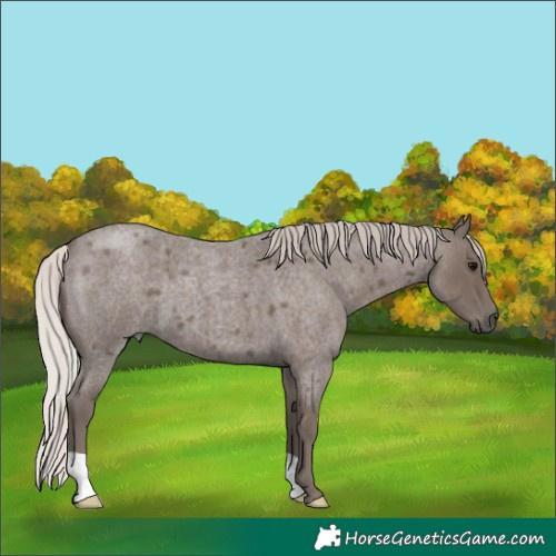 Horse Color:Silver Blue Roan 