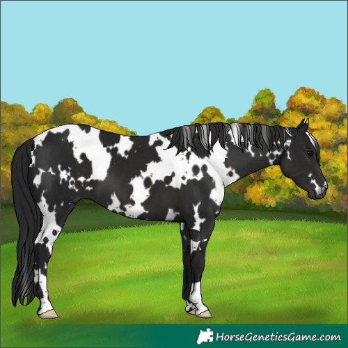 Horse Color:Gray White Spotted Black
